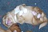 surferlitter12weeks13.jpg