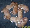 surferlitter12weeks15.jpg