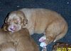 surferlitter12weeks3.jpg