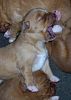 surferlitter12weeks5.jpg