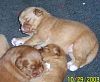 surferlitter12weeks6.jpg