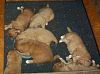 surferlitter13weeks10.jpg