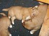 surferlitter13weeks8.jpg