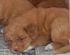 surferlitter14weeks11.jpg