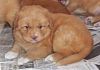 surferlitter14weeks12.jpg