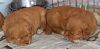 surferlitter14weeks13.jpg