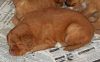 surferlitter14weeks15.jpg