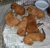 surferlitter14weeks2.jpg