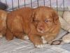 surferlitter14weeks7.jpg