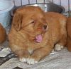 surferlitter14weeks8.jpg