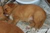 surferlitter14weeks9.jpg